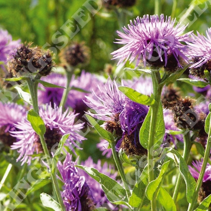Picture of Common Knapweed (Centaurea Nigra)